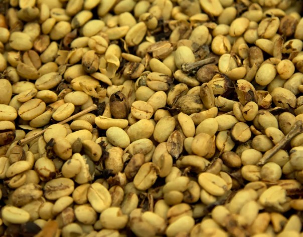 Pasilla-en-pergamino