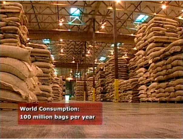 Planta-de-Kent-W-de-Starbucks