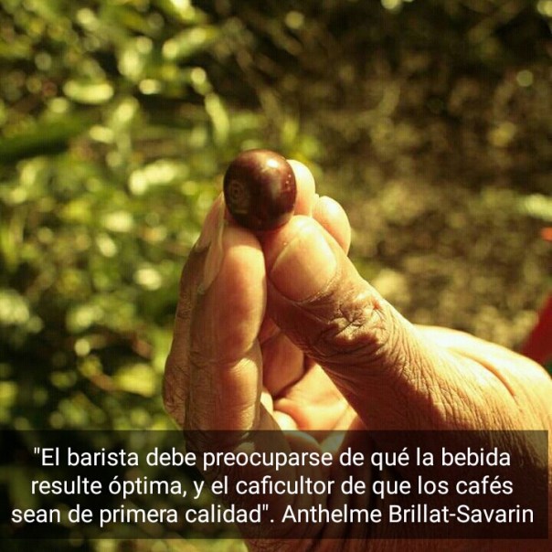 El barista y la calidad